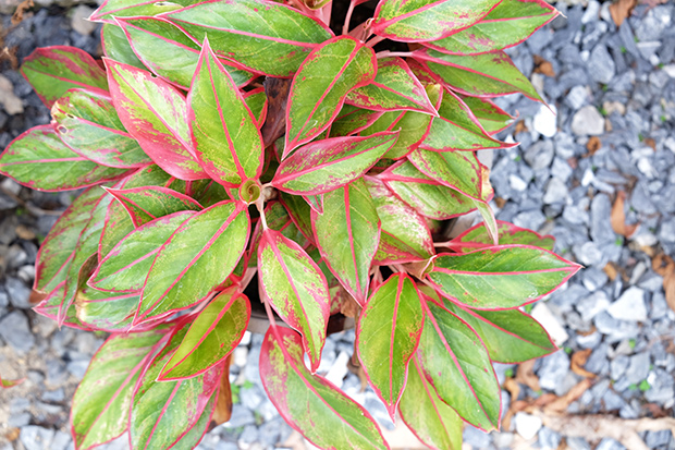 stratadata - Strata Living 24 Suitable Indoor Plants (16)