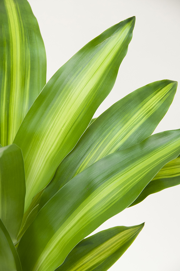 stratadata - Strata Living 24 Suitable Indoor Plants (18)