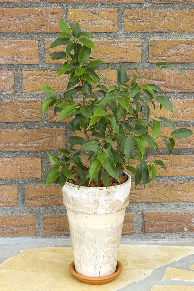 stratadata - Strata Living 24 Suitable Indoor Plants (19)