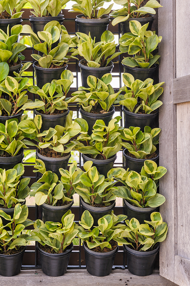 stratadata - Strata Living 24 Suitable Indoor Plants (20)