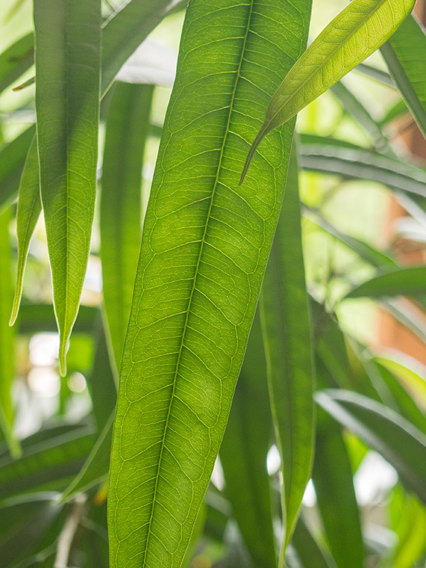 stratadata - Strata Living 24 Suitable Indoor Plants (4)