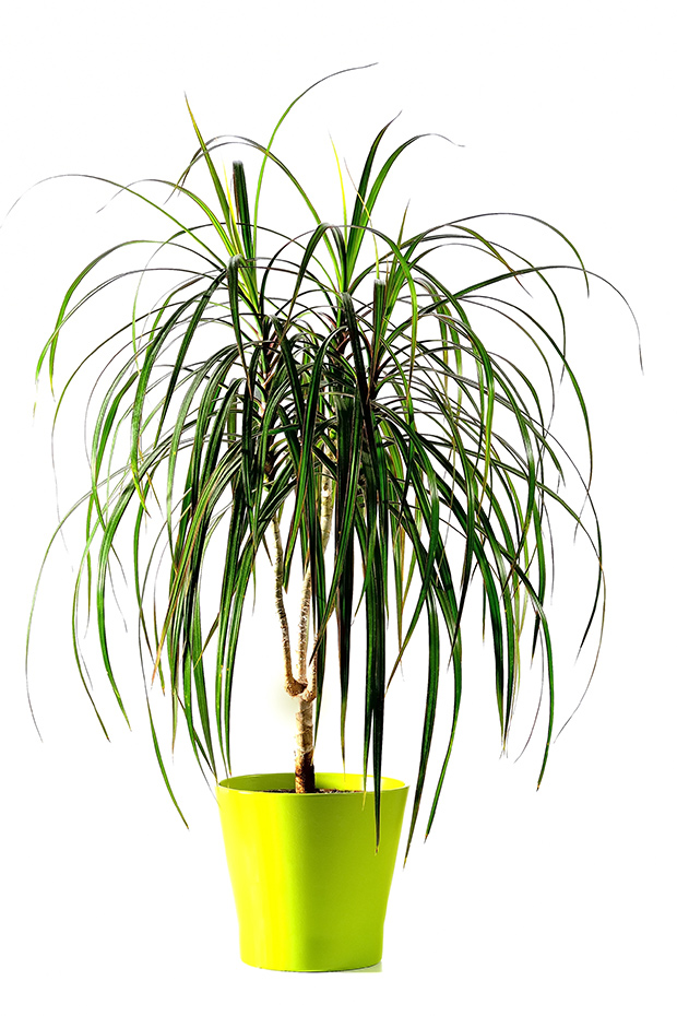 stratadata - Strata Living 24 Suitable Indoor Plants (5)