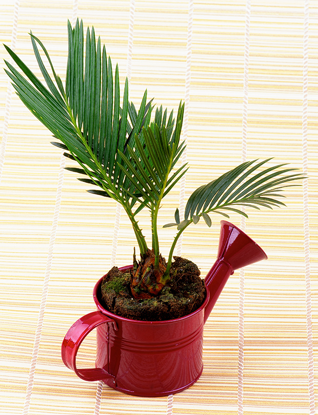 stratadata - Strata Living 24 Suitable Indoor Plants (6)