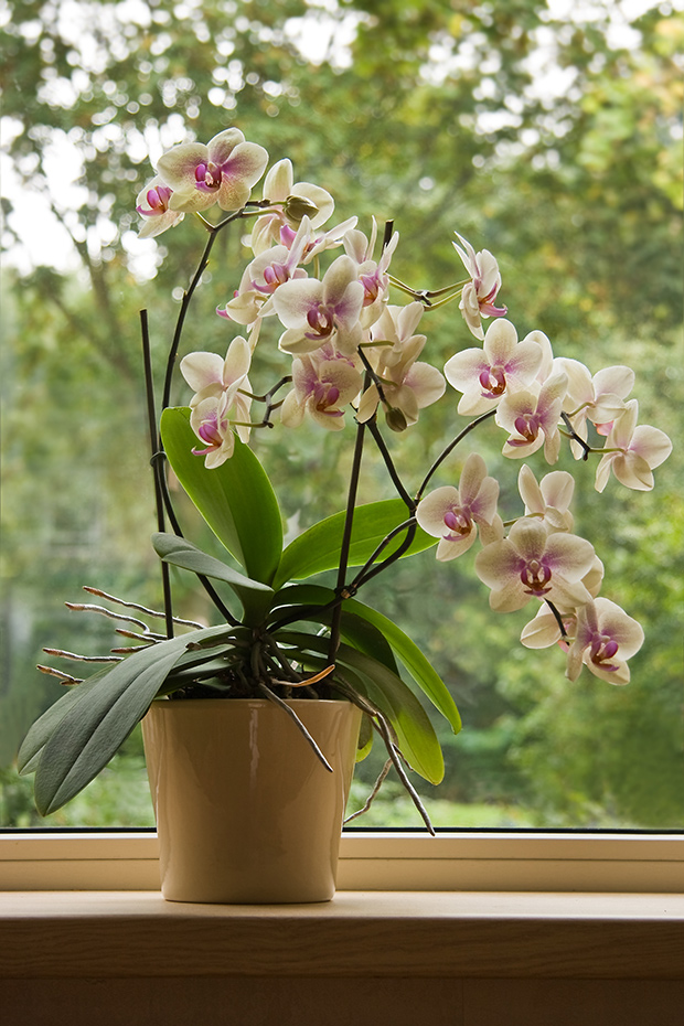 stratadata - Strata Living 24 Suitable Indoor Plants